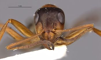 Media type: image;   Entomology 34597 Aspect: hefa